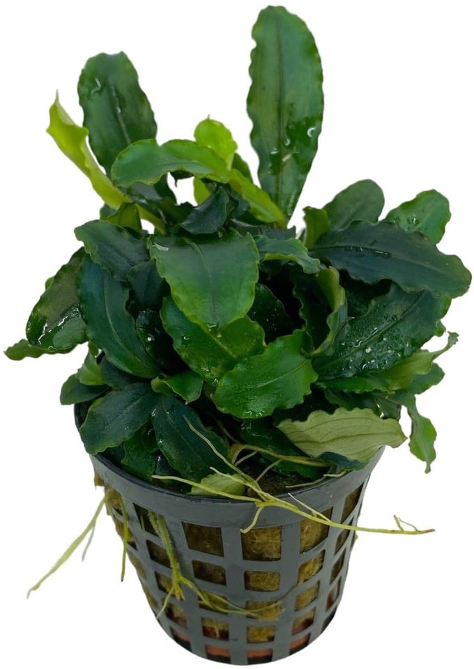 Moerings Bucephelandra theia green | In 5 cm pot