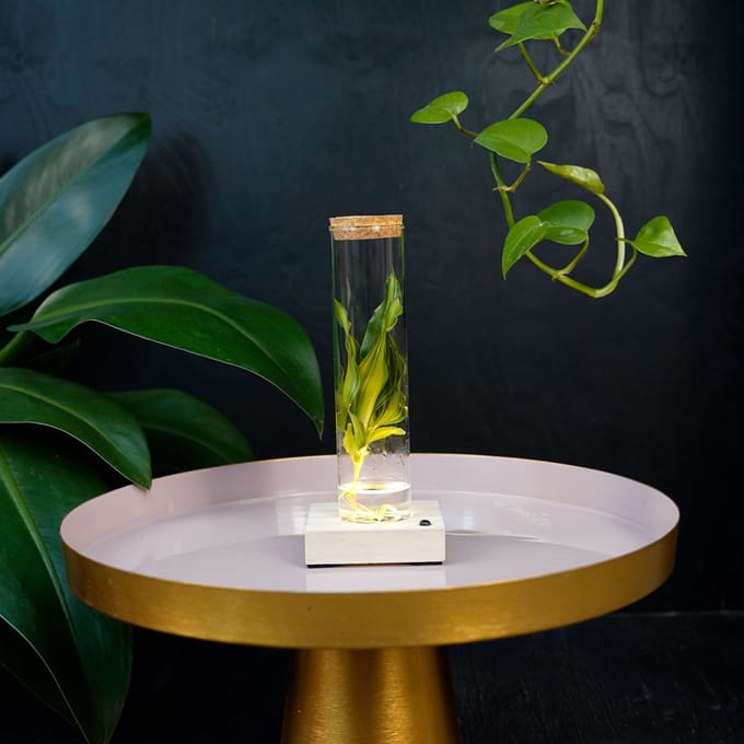 Tubes | plant in glas | Dracaena | incl LED |