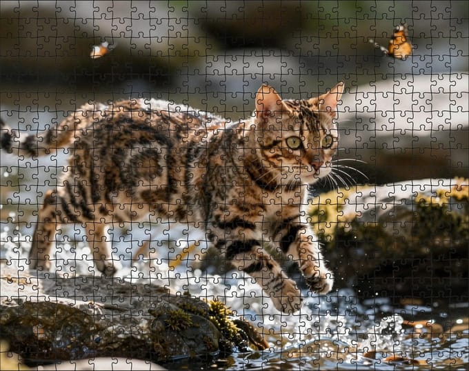 Puzzel Bengaalse kat in het water | 500 stukjes | Dierenpuzzel | Kattenpuzzel