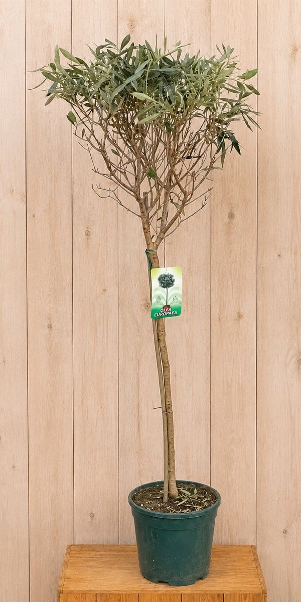 Olea Europaea 160 cm stamhoogte 80 cm Warentuin Natuurlijk