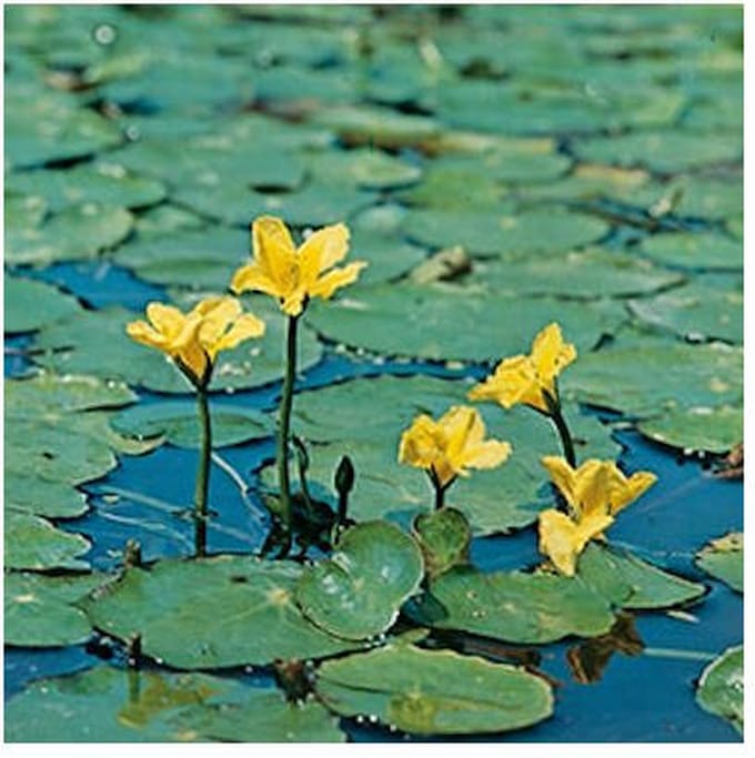 Moerings Nymphoides Peltata | Watergentiaan | In 18CM Mand