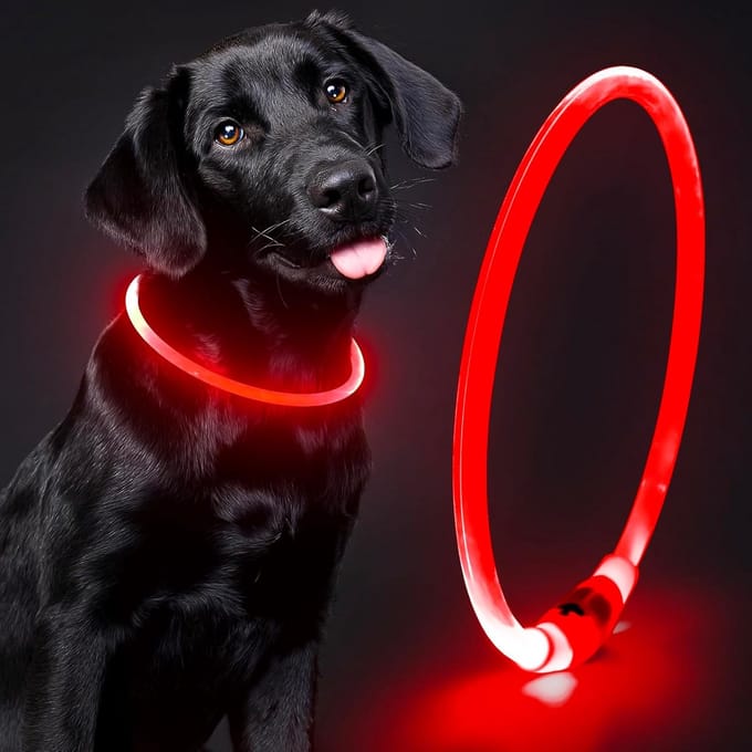 Professor Q LED hondenhalsband - Rood - S 35 cm - USB oplaadbaar - Verstelbaar - 3 lichtstanden