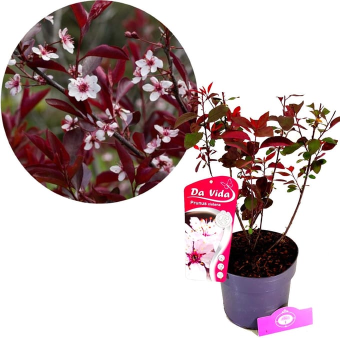 Prunus x cistena, sierpruim, 3 liter pot