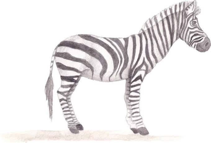Zebra muursticker