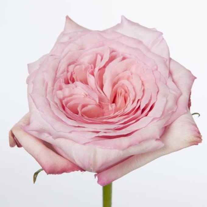 24x Rosa o'hara 50cm
