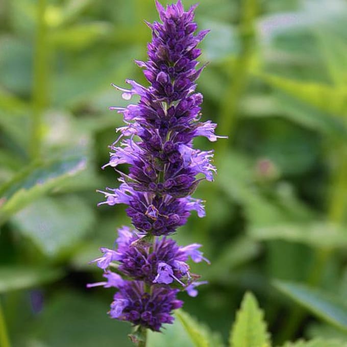 6 x Agastache Foeniculum -  Anijsplant pot 9x9cm