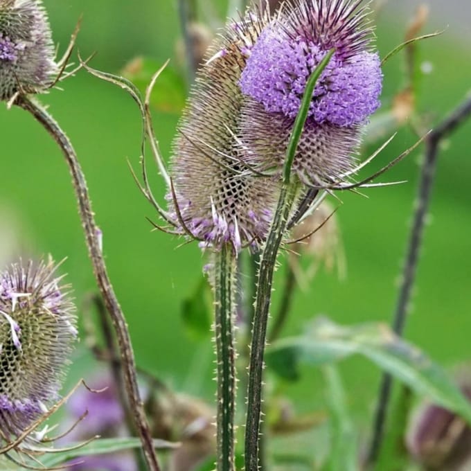 6x Dipsacus Fullonum: Ruim assortiment van prachtige planten voor in de tuin