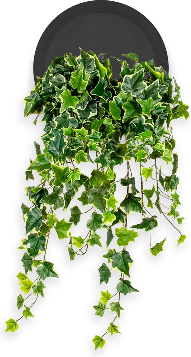 Kunstplant Hedera bont in Wally Ø30 cm zwart - HTT Decorations kunstplanten