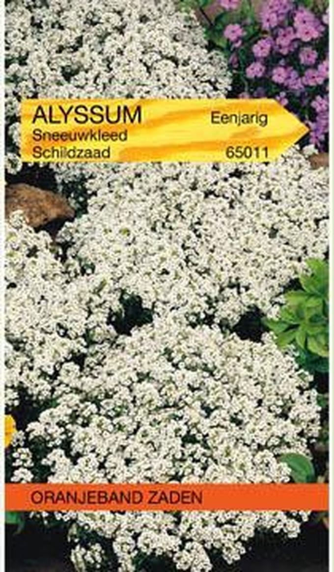 Alyssum Sneeuwkleed