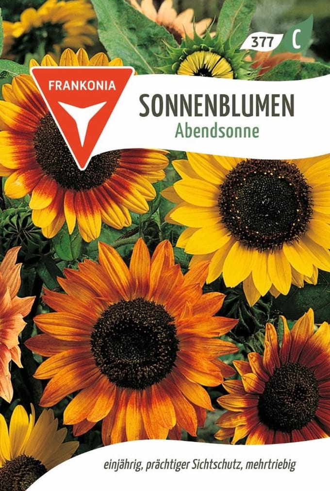 Zonnebloem, Avondzon - Bloemzaden Zonnebloemzaden
