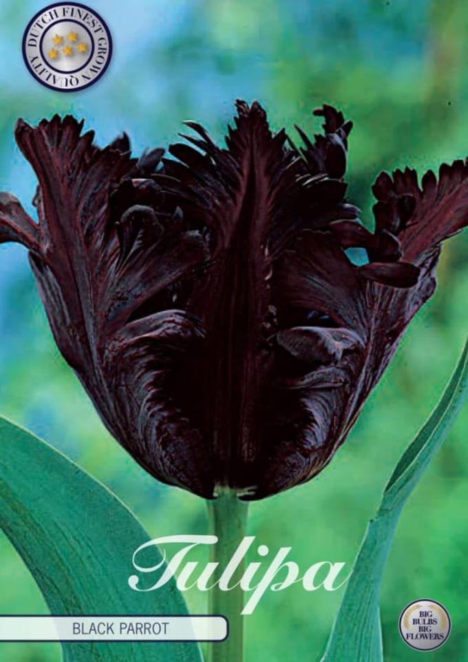 Black Parrot Parrot Tulpenbollen 7 stuks bolmaat 12+