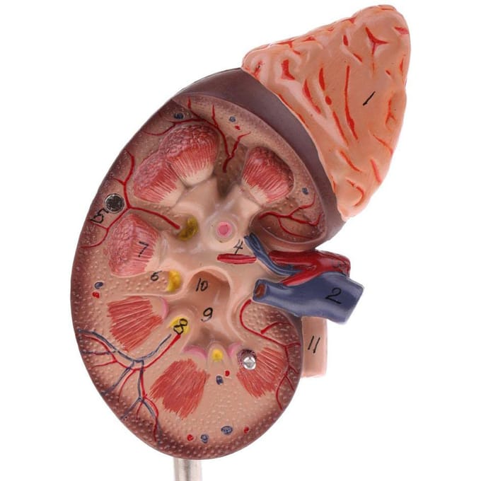 Nier Model Anatomie Normaal Menselijk Anatomisch Onderwijs Artsenpraktijk Educatief Hulpmiddel brown