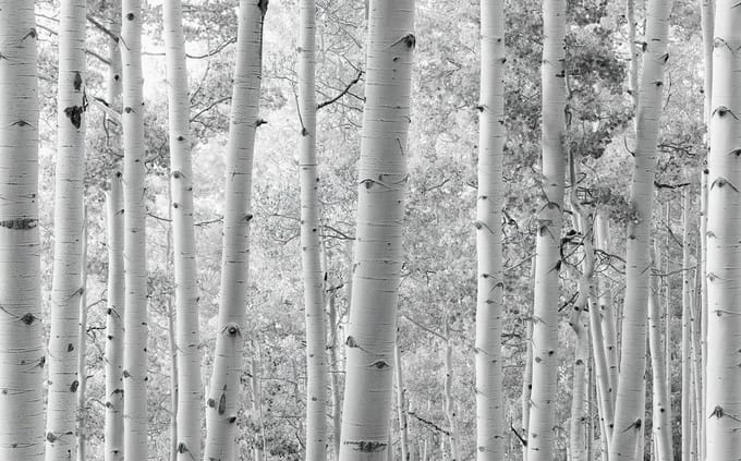 Fotobehang - Espenwald 450x280cm - Vliesbehang