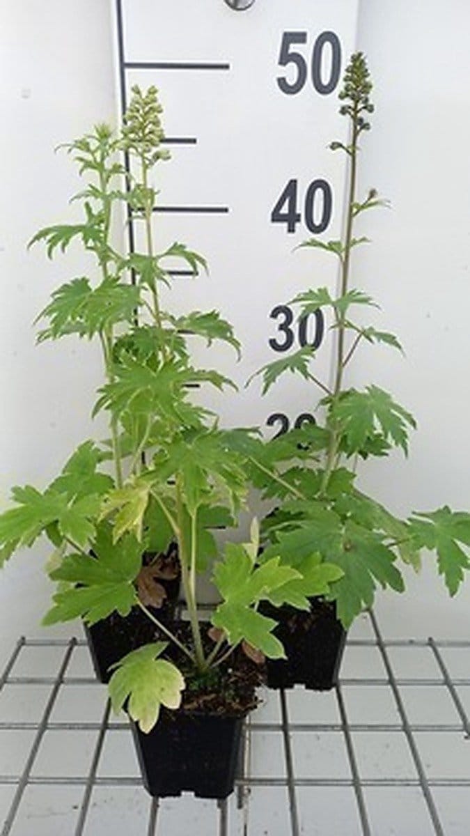 6x Ridderspoor - Delphinium (p) 'Summer Skies' ( 'sommerhimmel') | 9x9 cm pot