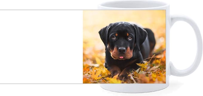 Beker - Rottweiler Pup