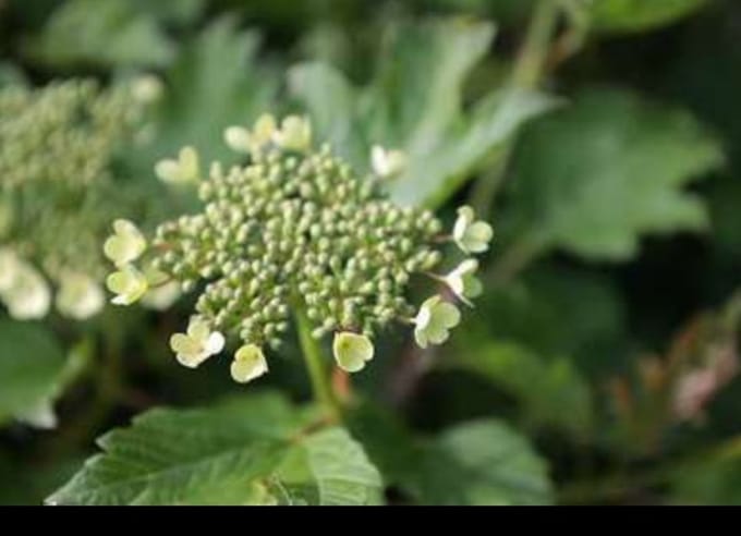 Viburnum op. 'Compactum' - Gelderse Roos 50- 60 cm in pot