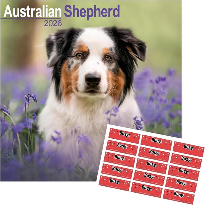 Kalender 2025 Australian Shepherd - 16 Maanden Wandkalender met Stickers