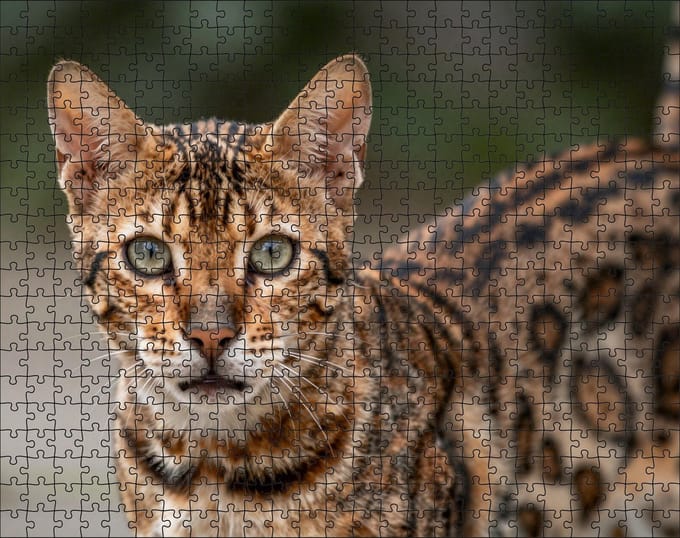 Puzzel Bengaalse kat | 500 stukjes | Dierenpuzzel | Kattenpuzzel