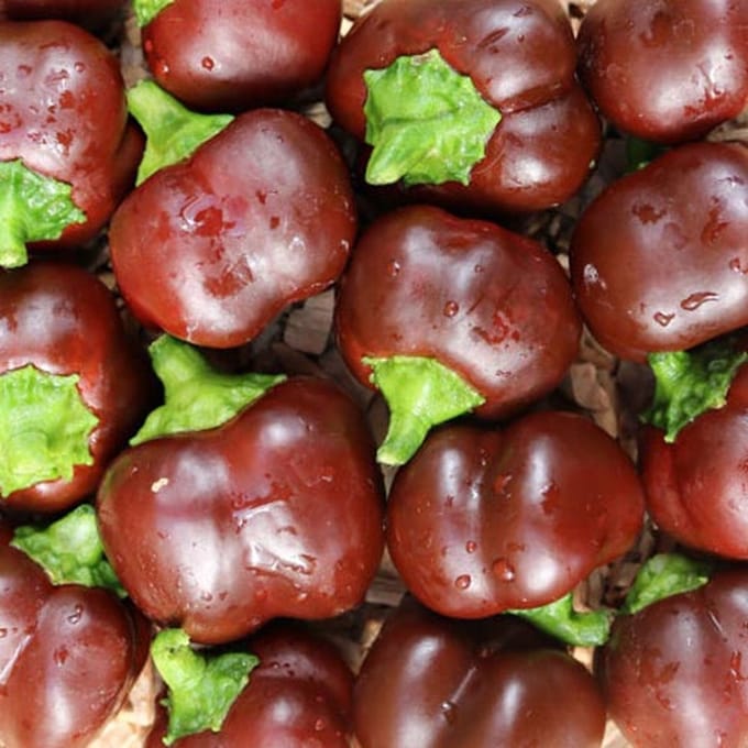 BIO paprika zaden - Paprika Mini Bell Chocolate