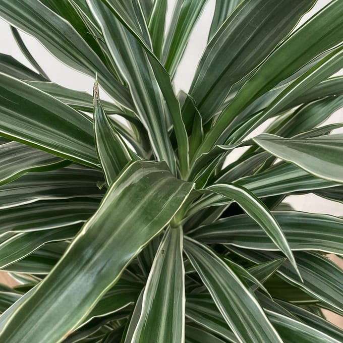 Dracaena Warneckei vertakt - 100cm