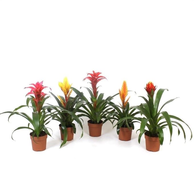 JUNAVERA Bromelia gemengd - Terrariumplant 9 cm pot, verschillende soorten | Per stuk