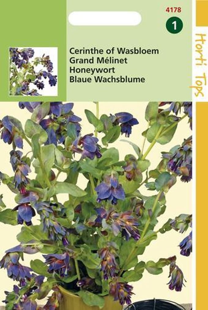 Hortitops Zaden - Cerinthe Major atropurpuranscens