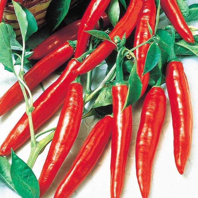 Sluis Garden - Peper Cayenne Long Slim