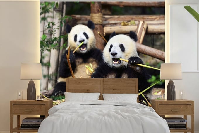 Behang - Fotobehang Panda - Wilde dieren - Bamboe - Breedte 220 cm x hoogte 220 cm