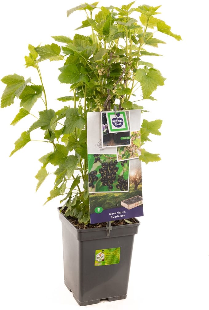 Ribes nigrum Titania (zwarte bes) - potmaat Ø18 cm