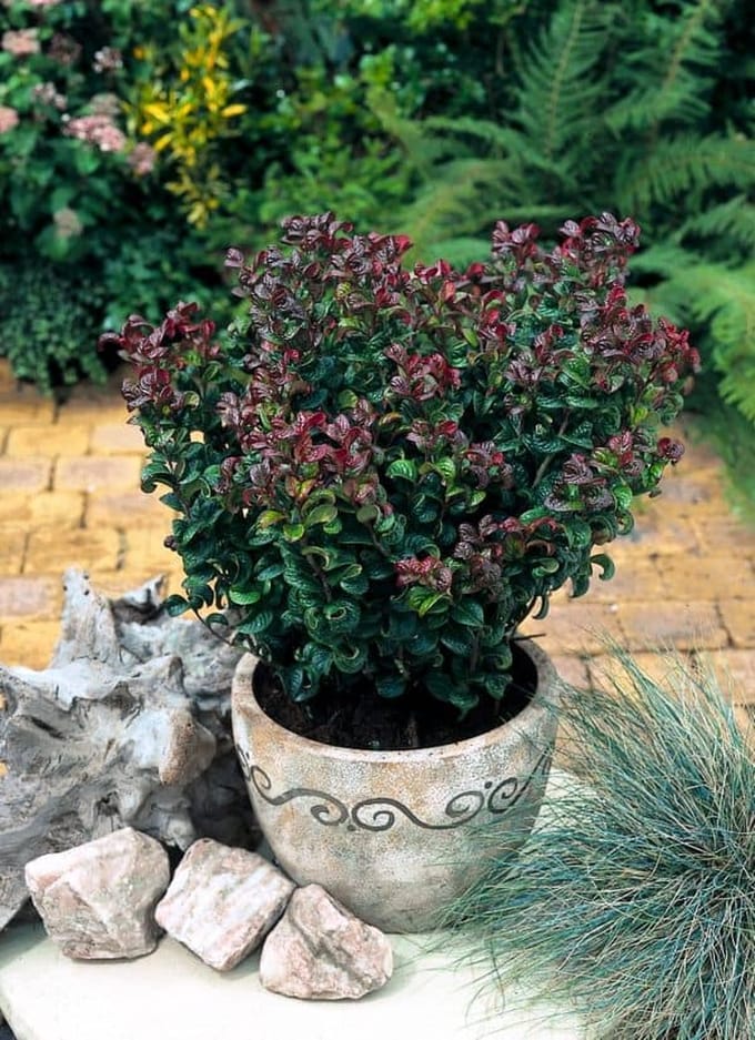 Leucothoe a. Curly Red - Set van 4 - Druifheide - Pot 2 liter - Wintergroen