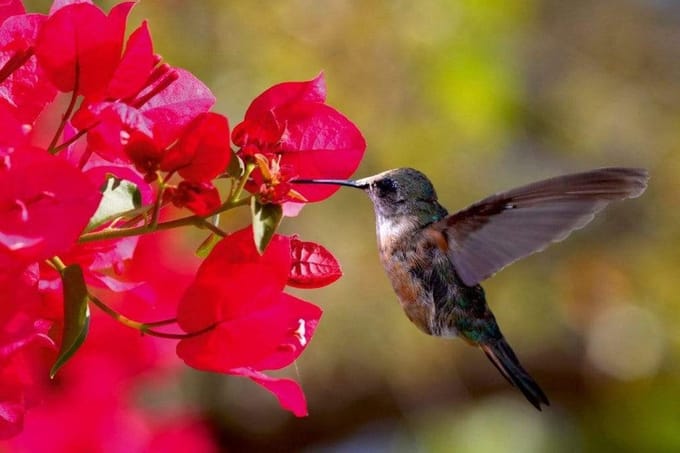 Fotobehang - Hummingbird 375x250cm - Vliesbehang