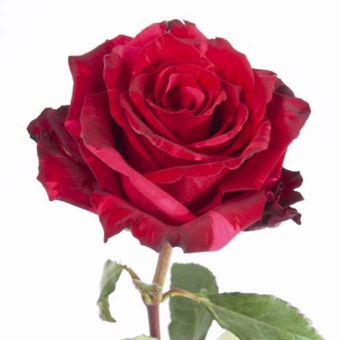 10x Rosa red panther 50cm