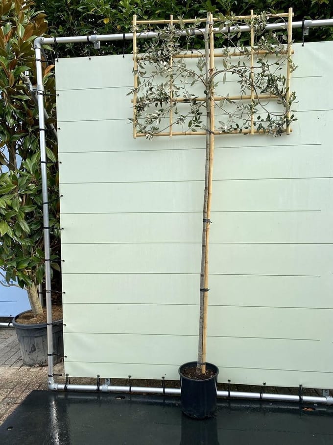 Leischerm - Quercus Ilex std Espalier - Winterhard - Groenblijvend - Pot ⌀ 32cm - Hoogte  ca. 230cm