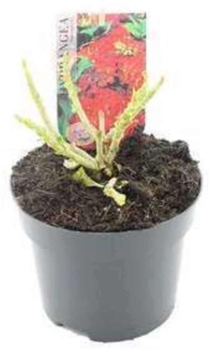 2 x Hydrangea macr. rood/rouge - Hortensia 25- 30 cm in pot