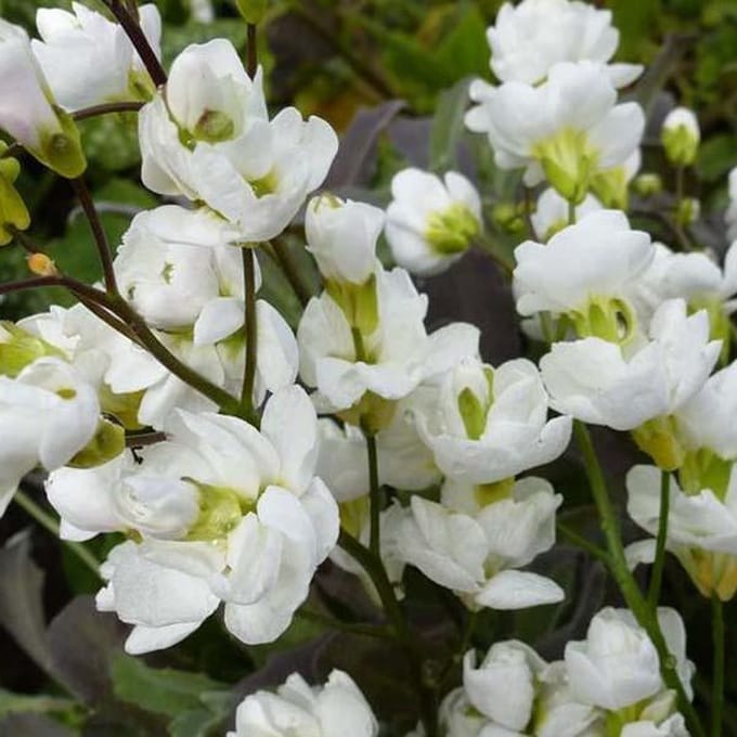 6 x Arabis Caucasica 'Bakkely' - Rijstebrij pot 9x9 cm