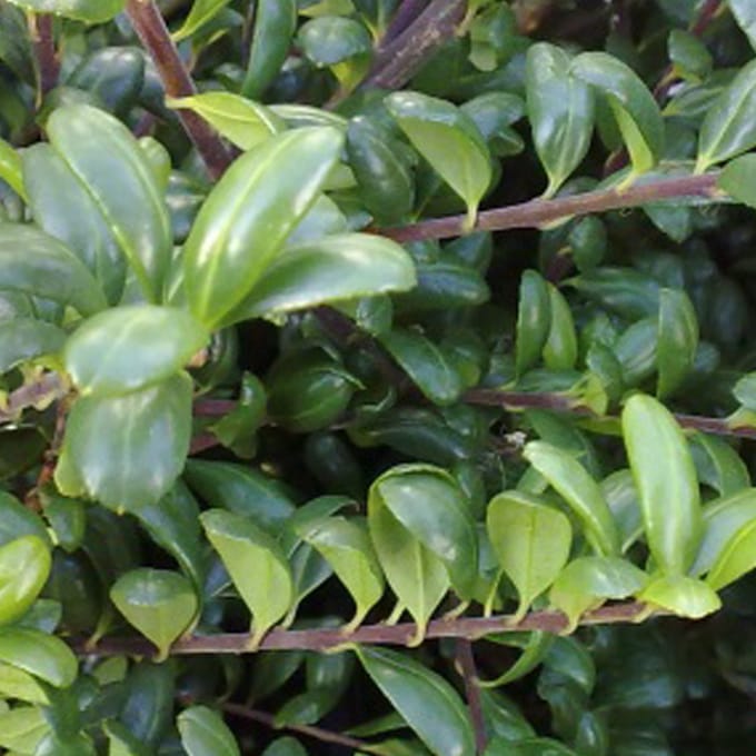 Hulst - Ilex crenata 'Convexa' - 60-80 cm