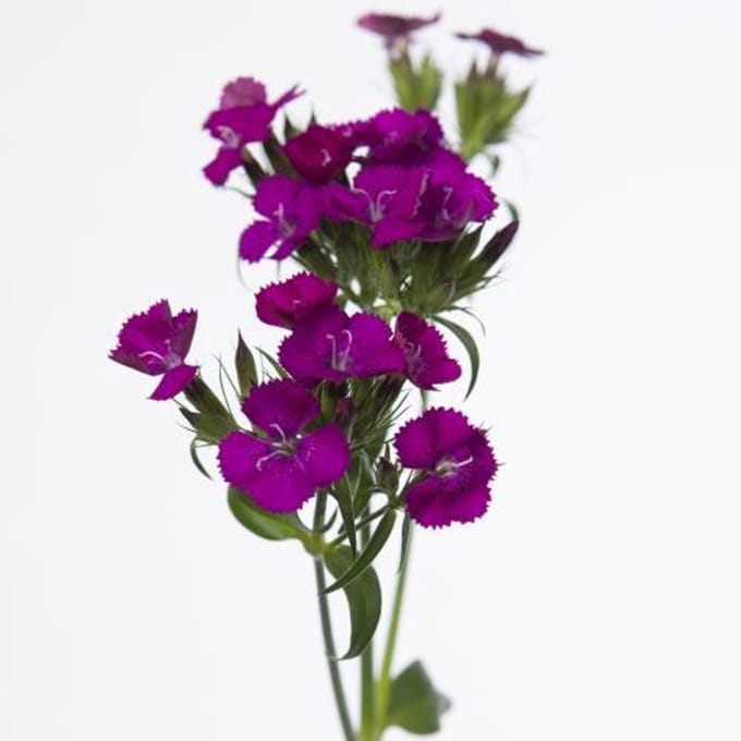 50x Dian.bar.amazon neon purple 60cm