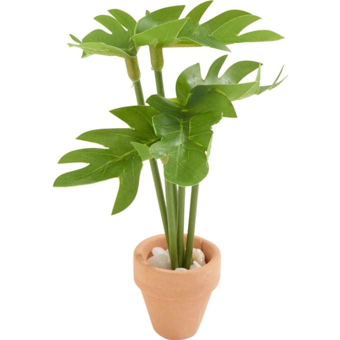 Miniatuurplant "Monstera"