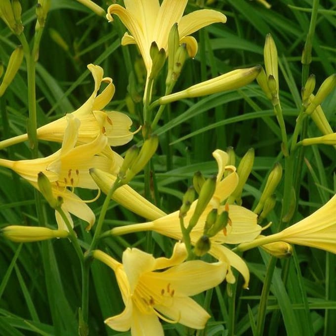 6 x Hemerocallis Lilioasphodelus - Daglelie pot 9x9cm