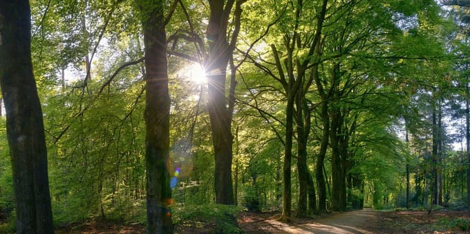 Fotobehang Beukenbos in het voorjaar 450 x 260 cm - € 295,--