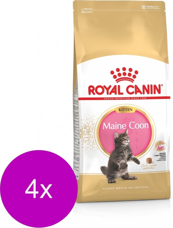 Royal Canin Maine Coon Kitten - Kitten-Kattenvoer - 4 x 4 kg