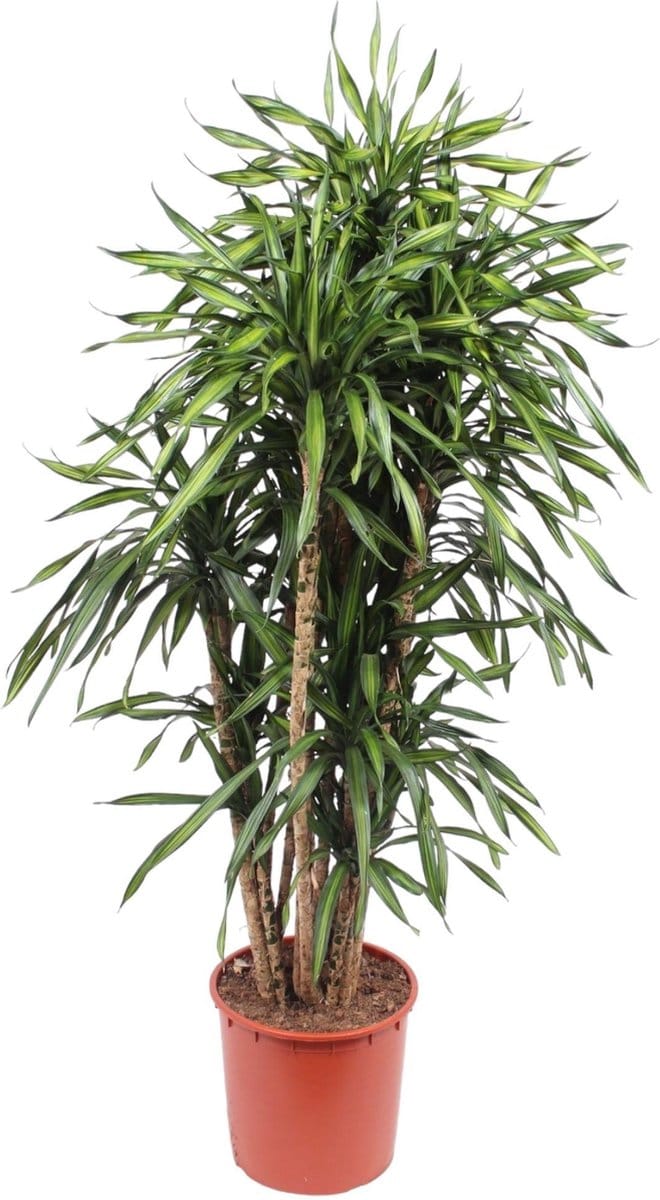Dracaena Riki - 170 cm - ø34