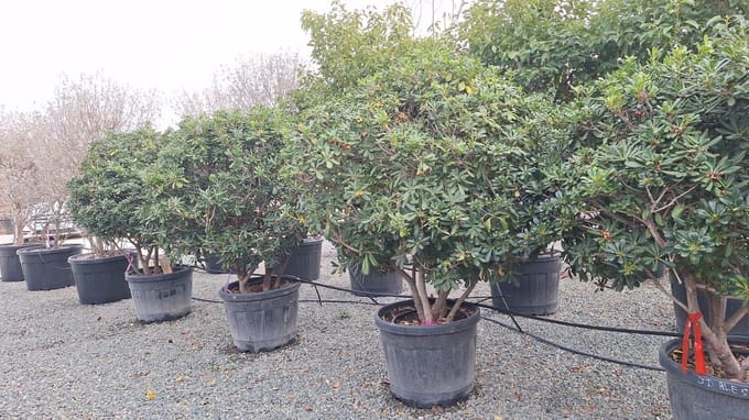 Sunny Tree- Australische Laurier – Pittosporum – Multistamm - 160 cm