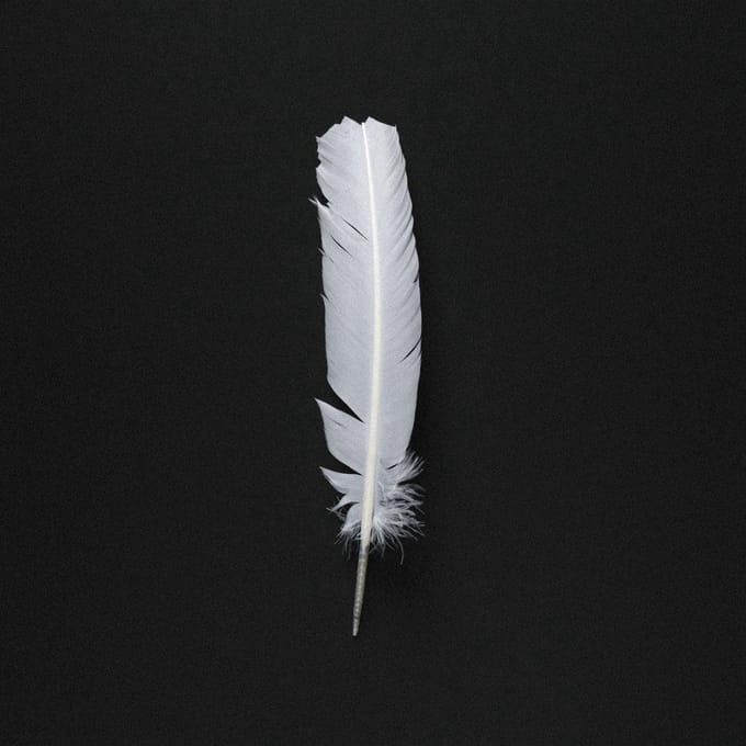 Arno Adams - Vogel (CD)