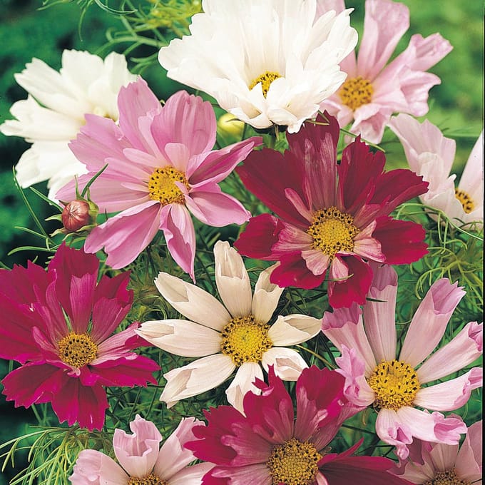 Sluis Garden - Cosmos Sea Shells Mixed