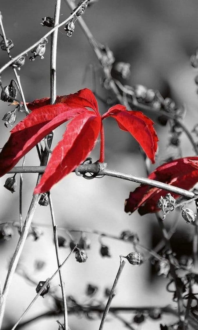 Fotobehang - Red Leaves on Black 150x250cm - Vliesbehang