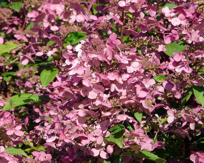 Hydrangea paniculata 'Wim's Red' - Potmaat 23 - Planthoogte 30-40 cm