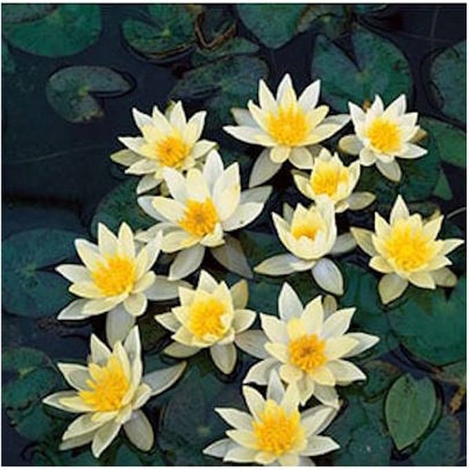 Moerings Nymphaea Pygmea Helvola | Waterlelie | In 11CM pot
