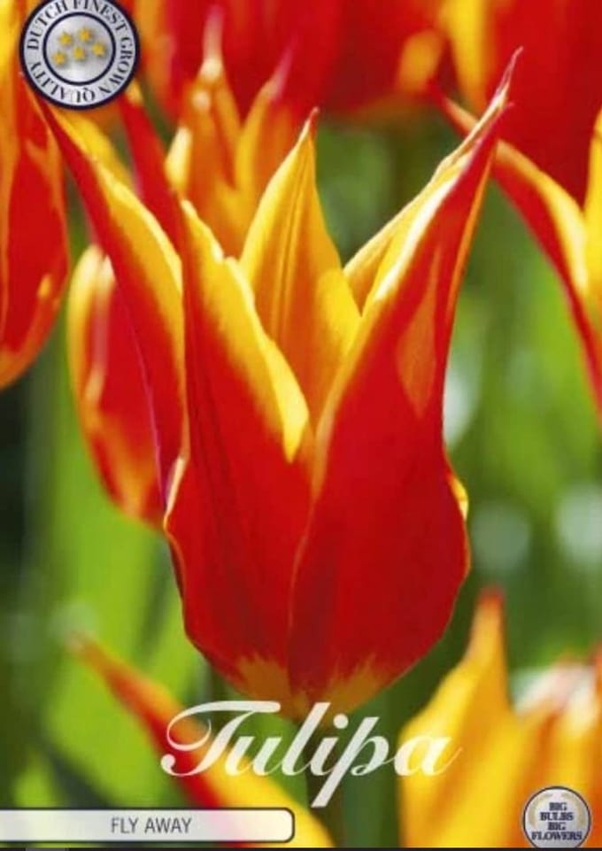 Dutch Finest Quality bloembollen - Tulpen Tulp Lilyflowering Fly Away x7 12/+s