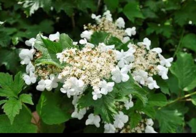 Viburnum carlcephalum - Sneeuwbal 50- 60 cm in pot